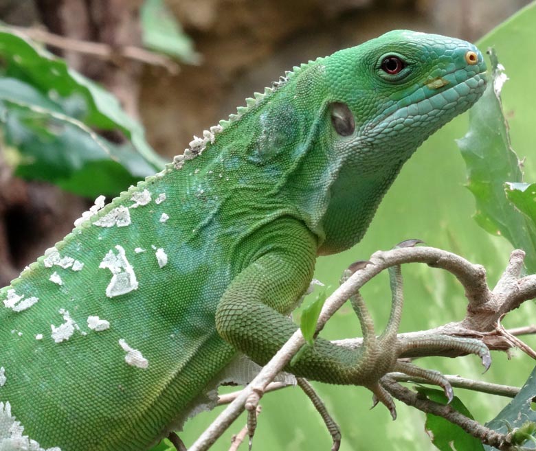 Gebänderter Fidschi-Leguan Weibchen am 17. April 2017 im Wuppertaler Zoo