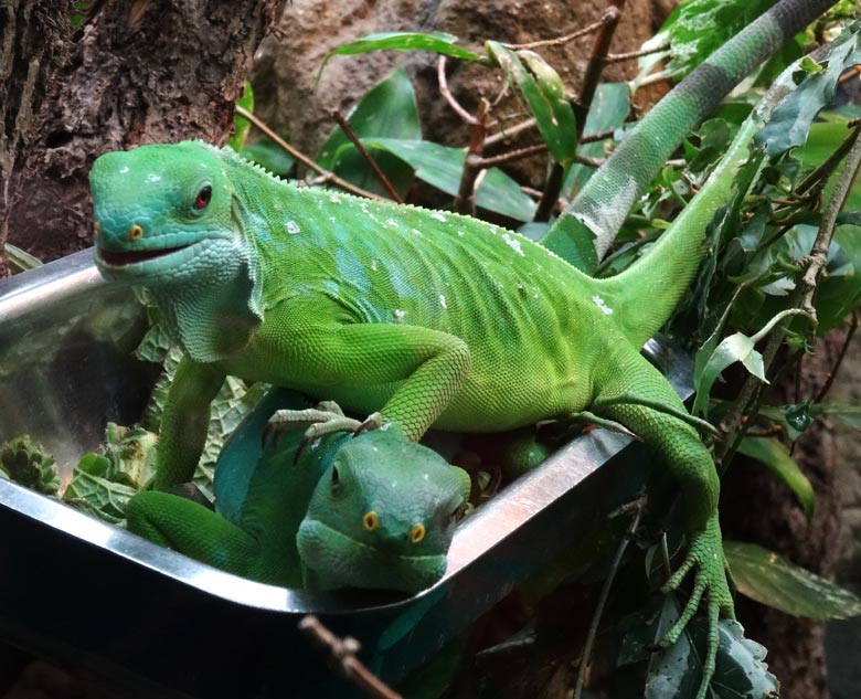 Zweisamkeit beim Gebänderten Fidschi-Leguan am 29. April 2017 im Zoo Wuppertal