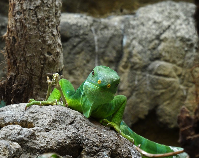 Gebänderter Fidschi-Leguan am 29. April 2017 im Zoologischen Garten Wuppertal