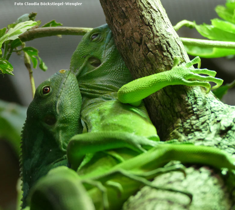 Gebänderte Fidschi-Leguane am 6. September 2017 im Terrarium im Zoo Wuppertal (Foto Claudia Böckstiegel-Wengler)