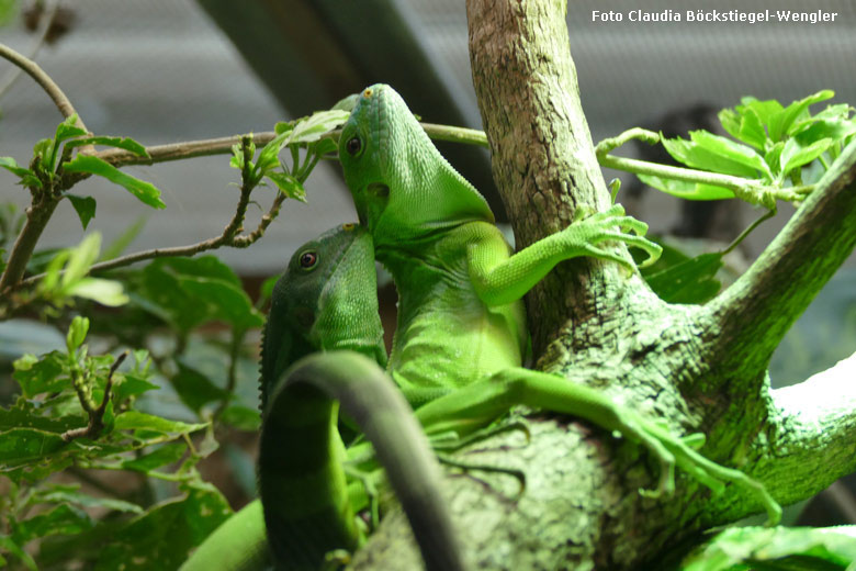 Gebänderte Fidschi-Leguane am 6. September 2017 im Terrarium im Wuppertaler Zoo (Foto Claudia Böckstiegel-Wengler)