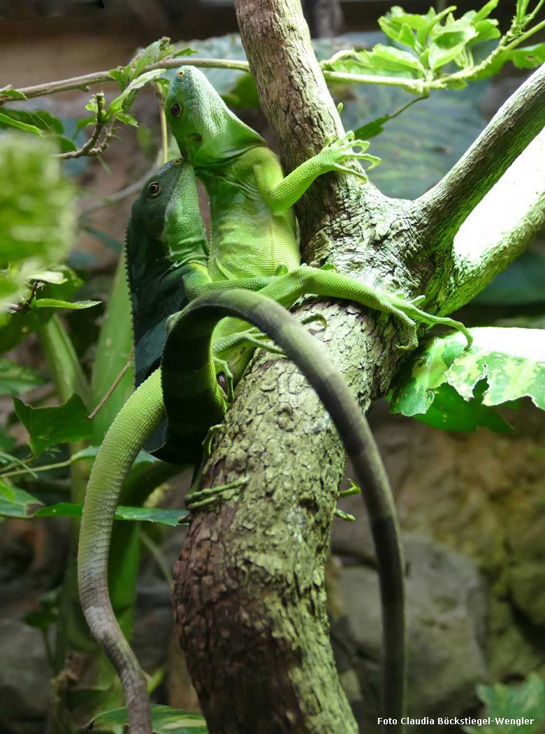 Gebänderte Fidschi-Leguane am 6. September 2017 im Terrarium im Grünen Zoo Wuppertal (Foto Claudia Böckstiegel-Wengler)