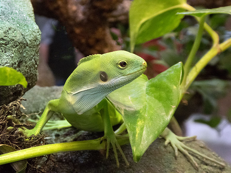 Weibliches Gebändertes Fidschi-Leguan-Jungtier am 19. August 2018 im Terrarium im Wuppertaler Zoo