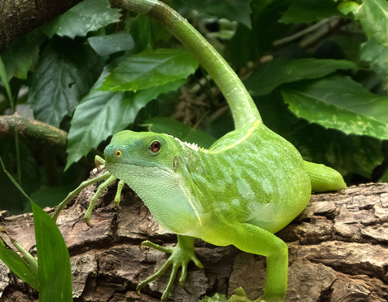 Weiblicher Gebänderter Fidschi-Leguan am 23. August 2018 im Terrarium im Grünen Zoo Wuppertal