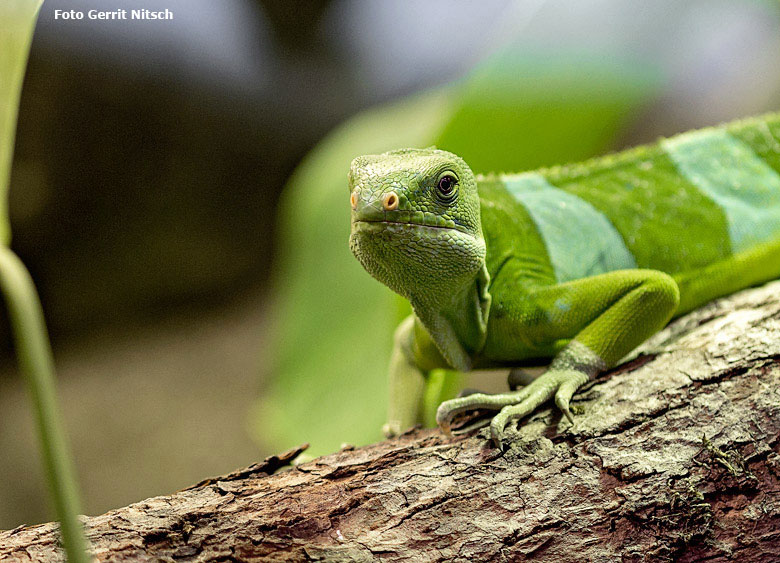 Männlicher Gebänderter Fidschi-Leguan am 24. August 2018 im Terrarium im Zoologischen Garten Wuppertal (Foto Gerrit Nitsch)