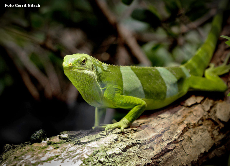 Männlicher Gebänderter Fidschi-Leguan am 24. August 2018 im Terrarium im Zoo Wuppertal (Foto Gerrit Nitsch)