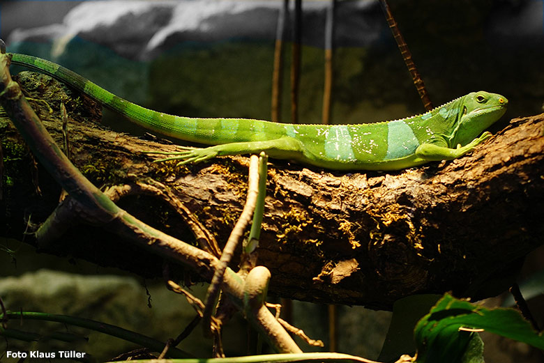 Männlicher Gebänderter Fidschi-Leguan am 10. Oktober 2018 im Terrarium im Grünen Zoo Wuppertal (Foto Klaus Tüller)