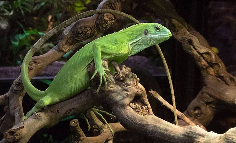 Weibliches Gebänderter Fidschi-Leguan-Jungtier am 13. Januar 2019 im Terrarium im Grünen Zoo Wuppertal