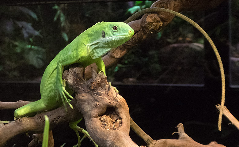 Weibliches Gebänderter Fidschi-Leguan-Jungtier am 13. Januar 2019 im Terrarium im Wuppertaler Zoo