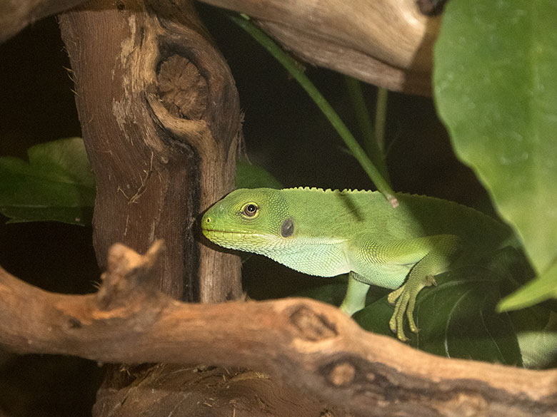 Weibliches Gebändertes Fidschi-Leguan-Jungtier am 2. Mai 2019 im Terrarium im Wuppertaler Zoo