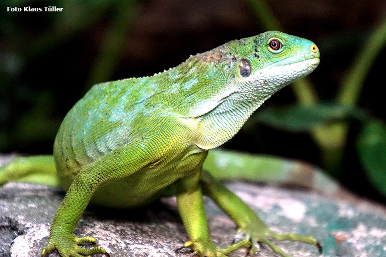 Adulter männlicher Gebänderter Fidschi-Leguan am 27. Juli 2019 im Terrarium im Grünen Zoo Wuppertal (Foto Klaus Tüller)