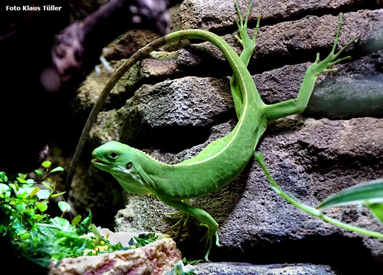 Gebänderter Fidschi-Leguan am 14. August 2019 im Terrarium im Zoo Wuppertal (Foto Klaus Tüller)