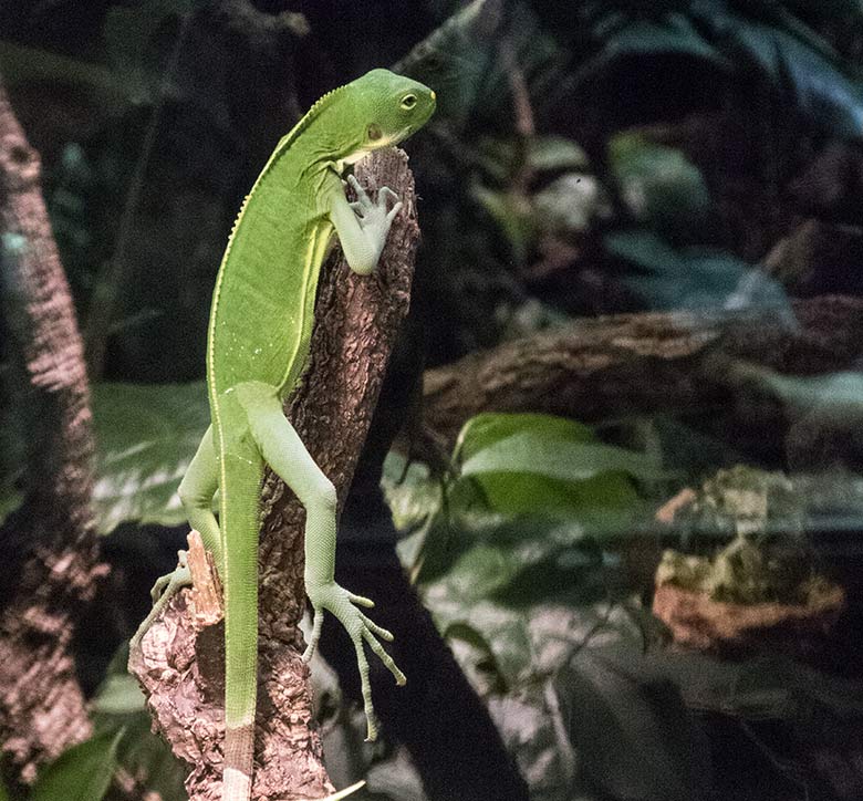 Gebändertes Fidschi-Leguan-Jungtier am 4. Dezember 2019 im Terrarium im Zoologischen Garten Wuppertal