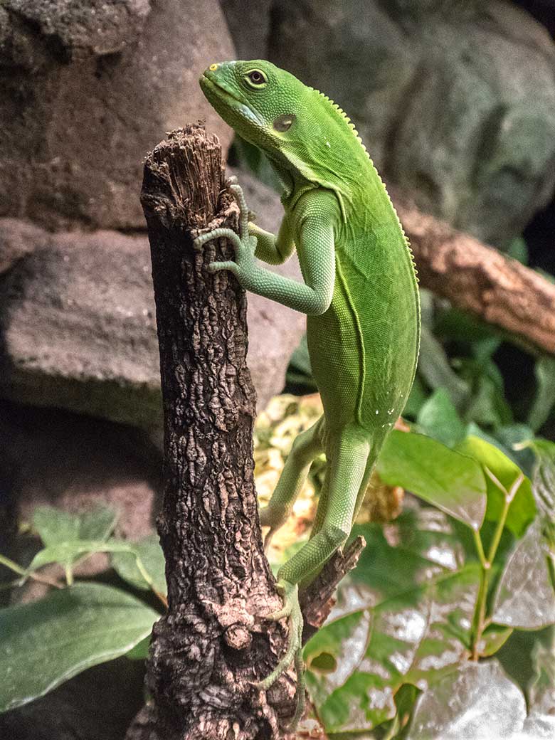 Gebändertes Fidschi-Leguan-Jungtier am 4. Dezember 2019 im Terrarium im Zoo Wuppertal