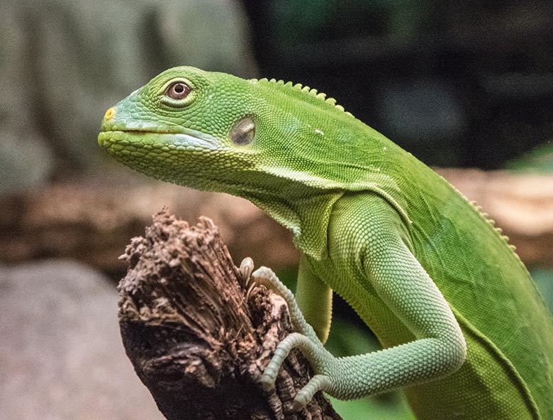 Gebändertes Fidschi-Leguan-Jungtier am 4. Dezember 2019 im Terrarium im Zoologischen Garten der Stadt Wuppertal