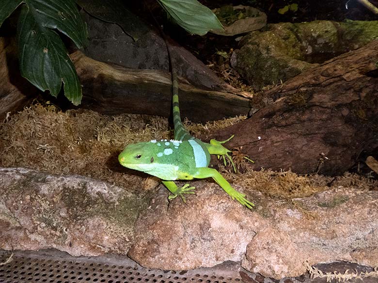 Gebänderter Fidschi-Leguan am 10. Januar 2020 im Terrarium im Grünen Zoo Wuppertal