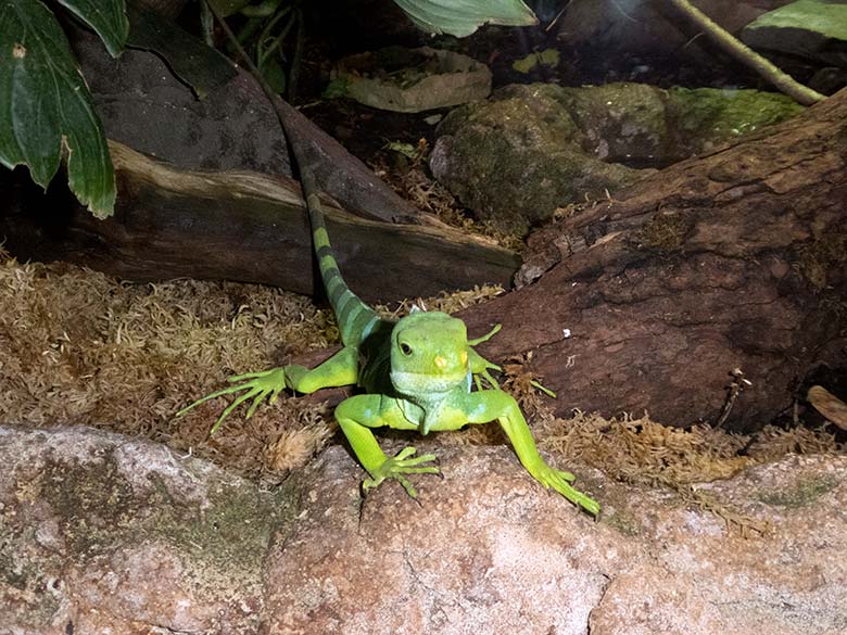 Gebänderter Fidschi-Leguan am 10. Januar 2020 im Terrarium im Zoologischen Garten Wuppertal