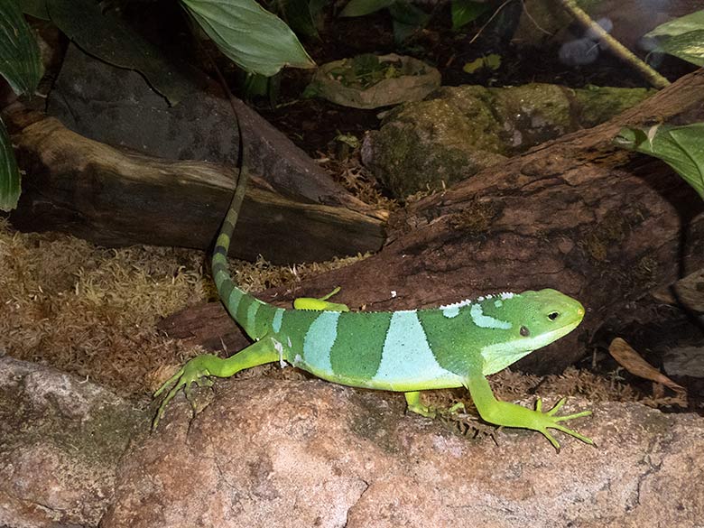 Gebänderter Fidschi-Leguan am 10. Januar 2020 im Terrarium im Zoo Wuppertal