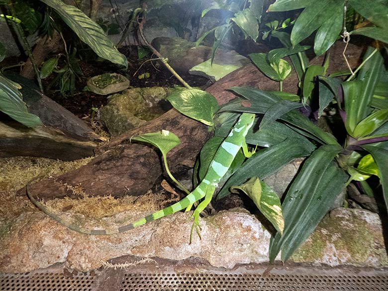 Gebänderter Fidschi-Leguan am 10. Januar 2020 im Terrarium im Grünen Zoo Wuppertal