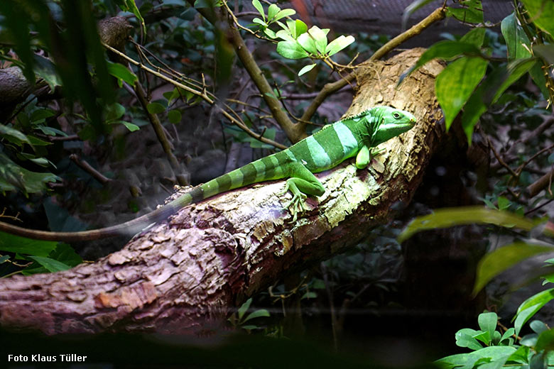 Adulter Gebänderter Fidschi-Leguan am 11. Januar 2020 im Terrarium im Zoologischen Garten Wuppertal (Foto Klaus Tüller)