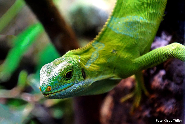 Gebänderter Fidschi-Leguan-Jungtier am 11. Januar 2020 im Terrarium im Zoo Wuppertal (Foto Klaus Tüller)