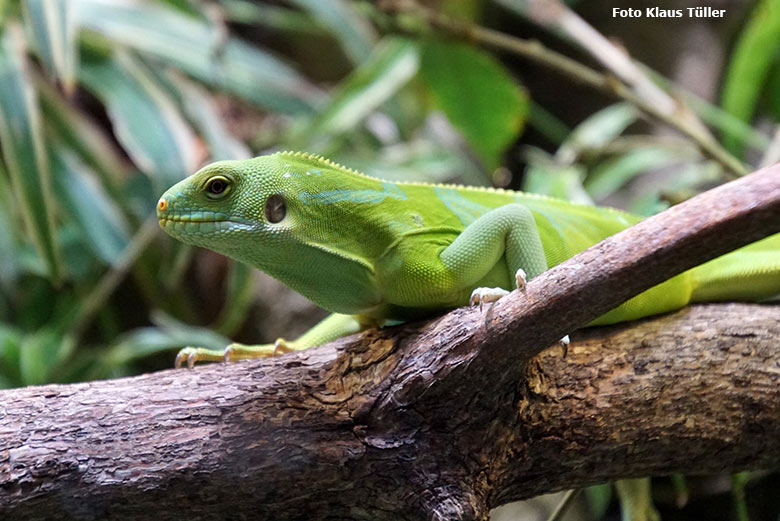 Männlicher Gebänderter Fidschi-Leguan am 25. Januar 2020 im Terrarium im Zoo Wuppertal (Foto Klaus Tüller)