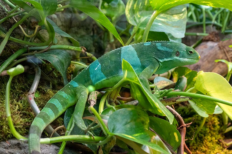 Männlicher Gebänderter Fidschi-Leguan am 2. November 2021 im Terrarium im Wuppertaler Zoo