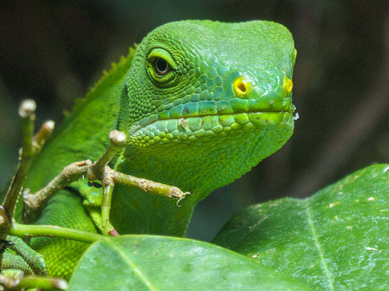 Weiblicher Gebänderter Fidschi-Leguan am 2. November 2021 im Terrarium im Grünen Zoo Wuppertal