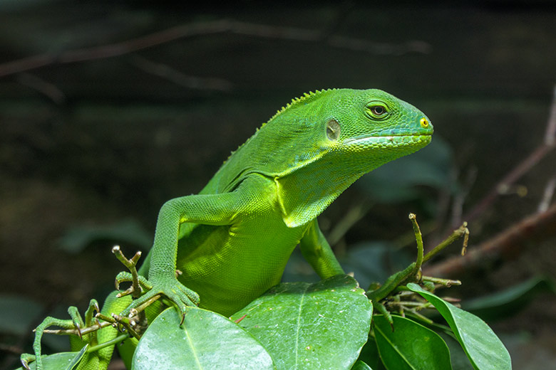 Weiblicher Gebänderter Fidschi-Leguan am 2. November 2021 im Terrarium im Zoologischen Garten Wuppertal