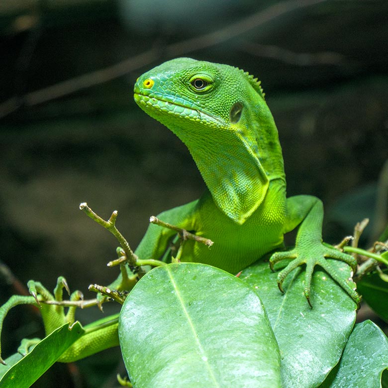 Weiblicher Gebänderter Fidschi-Leguan am 2. November 2021 im Terrarium im Zoo Wuppertal