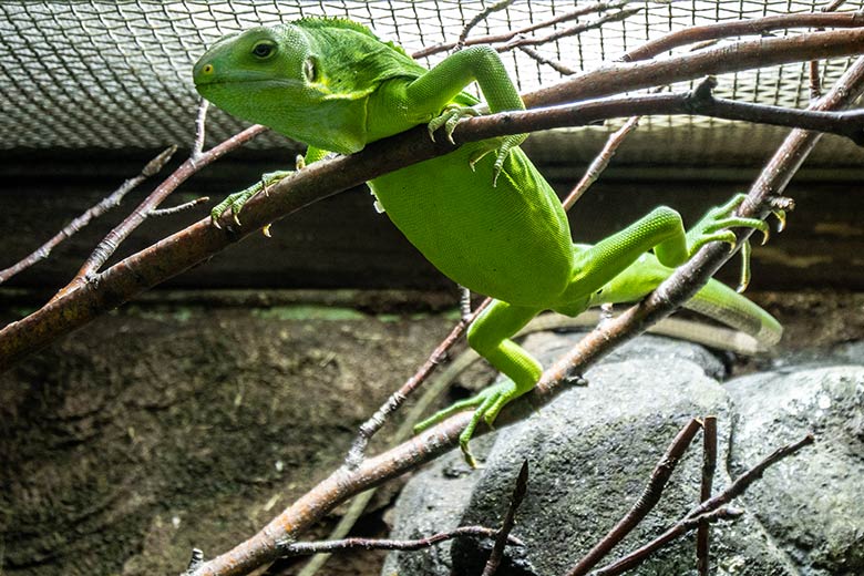 Weibliches Jungtier des Gebänderten Fidschi-Leguan am 8. Dezember 2021 im Terrarium im Grünen Zoo Wuppertal