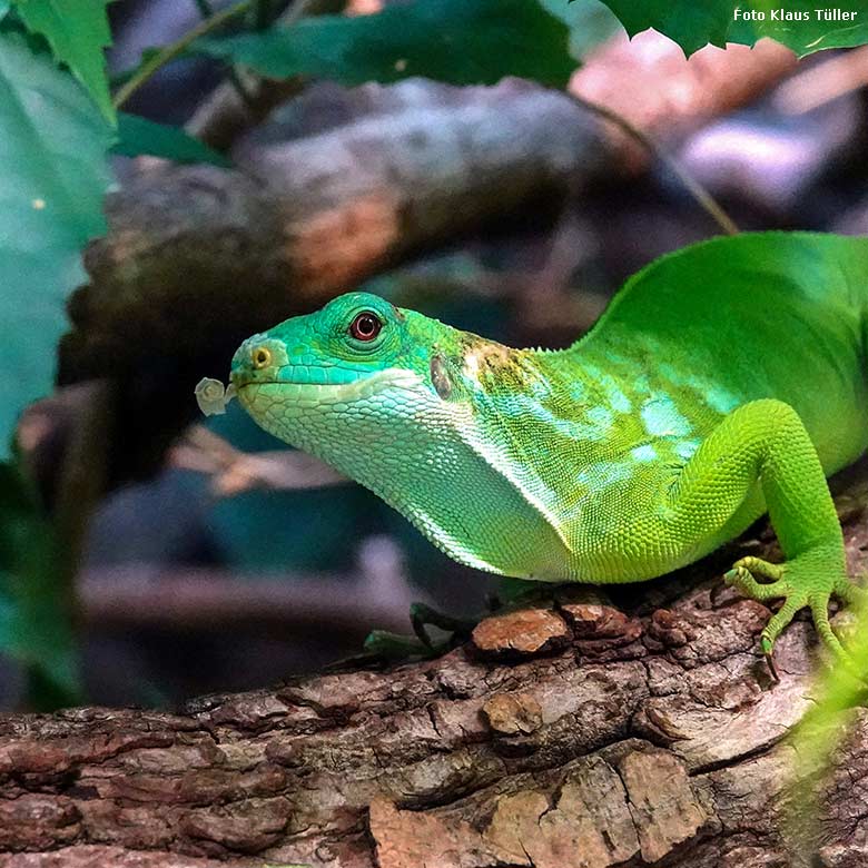 Weiblicher Gebänderter Fidschi-Leguan am 6. Januar 2022 im Terrarium im Grünen Zoo Wuppertal (Foto Klaus Tüller)