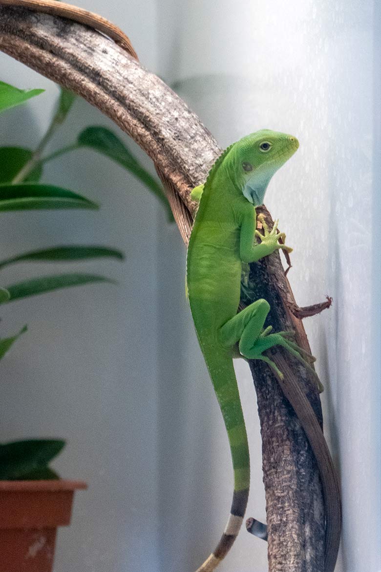 Gebänderter Fidschi-Leguan-Jungtier am 21. Januar 2022 in der Nachzuchtstation im Wuppertaler Zoo