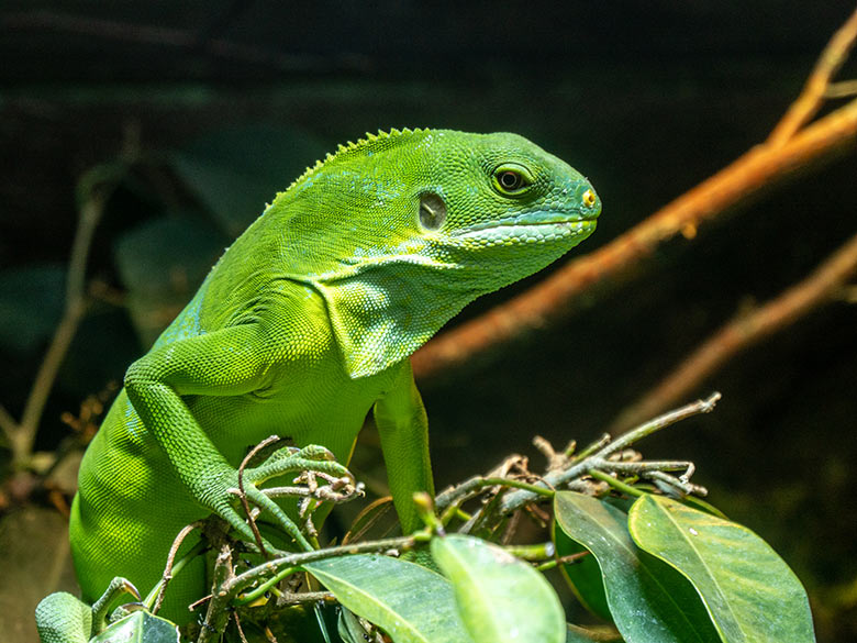 Weiblicher Gebänderter Fidschi-Leguan am 22. Januar 2022 im Terrarium im Wuppertaler Zoo