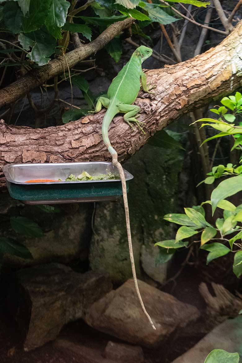 Weiblicher Gebänderter Fidschi-Leguan am 9. September 2022 im Terrarium im Grünen Zoo Wuppertal