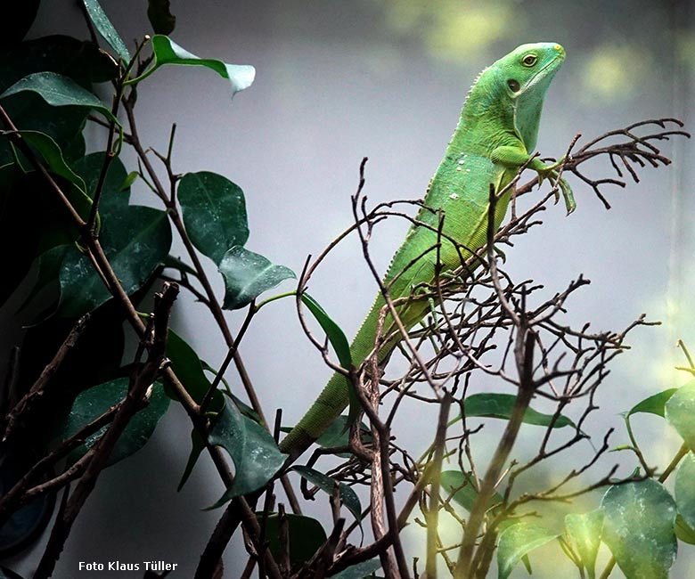 Am 12. Februar 2022 geschlüpfter junger männlicher Gebänderter Fidschi-Leguan am 11. September 2022 in der Nachzuchtstation für Amphibien und Reptilien im Grünen Zoo Wuppertal (Foto Klaus Tüller)