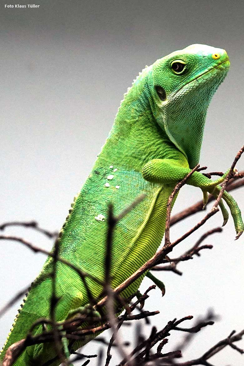 Am 12. Februar 2022 geschlüpfter junger männlicher Gebänderter Fidschi-Leguan am 11. September 2022 in der Nachzuchtstation für Amphibien und Reptilien im Wuppertaler Zoo (Foto Klaus Tüller)