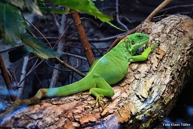 Weiblicher Gebänderter Fidschi-Leguan am 10. November 2022 im Terrarium im Grünen Zoo Wuppertal (Foto Klaus Tüller)