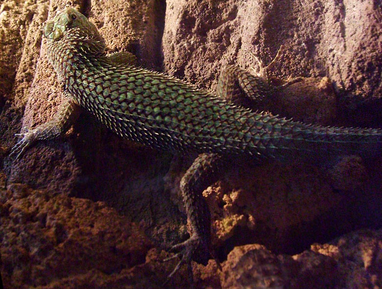 Malachit-Stachelleguan im Wuppertaler Zoo im Mai 2010