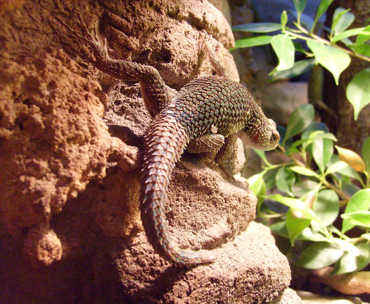 Malachit-Stachelleguan im Zoo Wuppertal im Dezember 2008