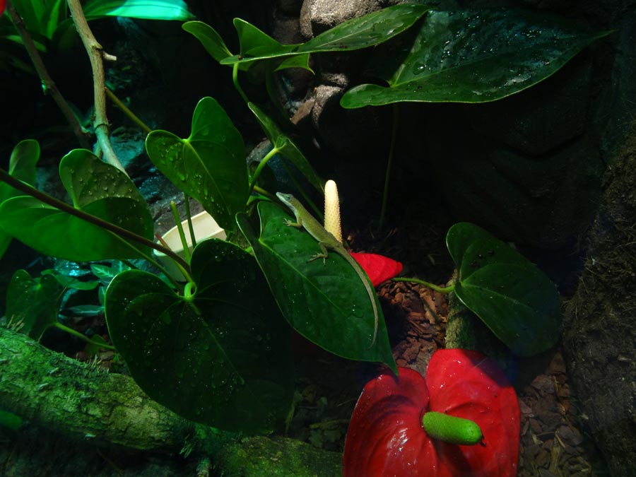 Rotkehlanolis (Anolis carolinensis) im Wuppertaler Zoo im November 2015