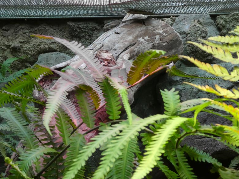 Freilebender Rotkehlanolis am 23. September 2017 als eigenständiger Besucher im Gemeinschaftsgehege der Krokodilhöckerechse und des Siamesischen Braunfroschs im Terrarium im Grünen Zoo Wuppertal