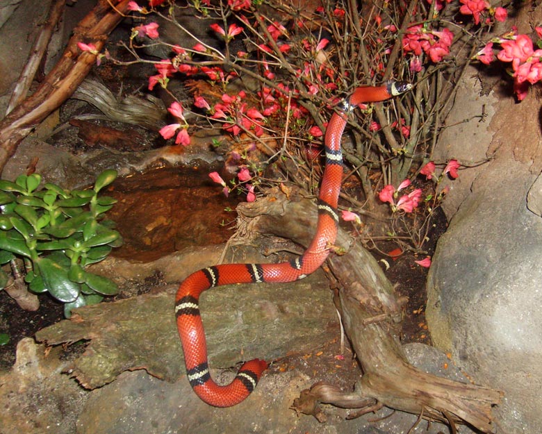 Sinaloa-Dreiecksnatter im Zoo Wuppertal im Mai 2010