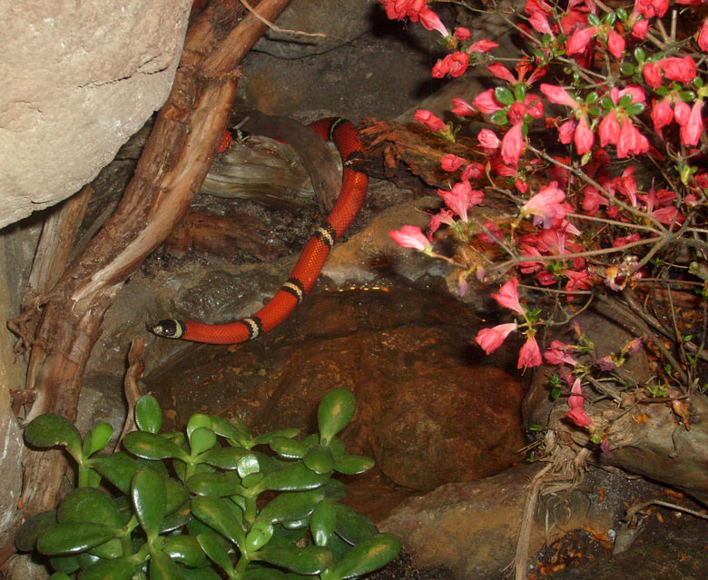 Sinaloa-Dreiecksnatter im Zoologischen Garten Wuppertal im Mai 2010