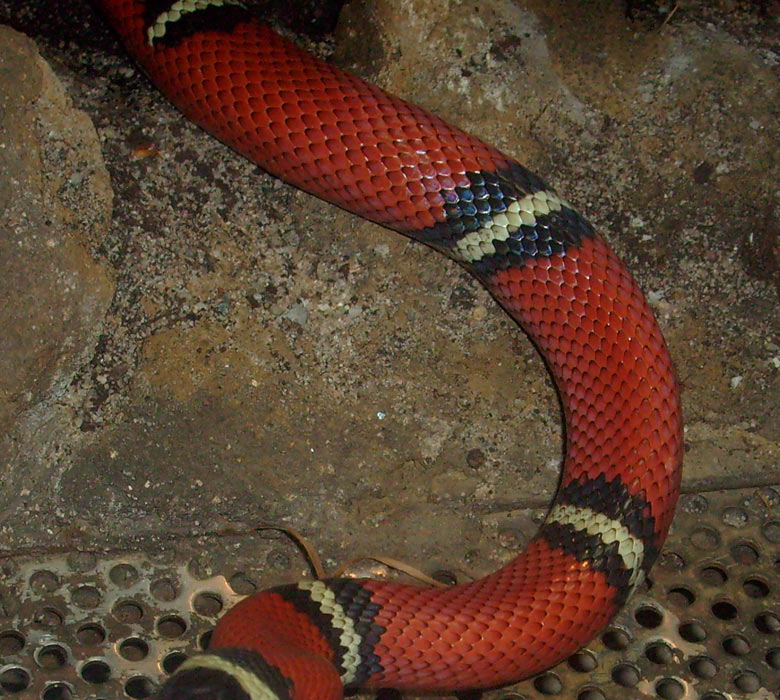 Sinaloa-Dreiecksnatter im Zoologischen Garten Wuppertal im Mai 2010