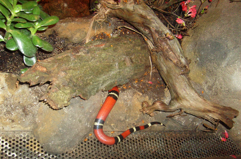 Sinaloa-Dreiecksnatter im Wuppertaler Zoo im Mai 2010