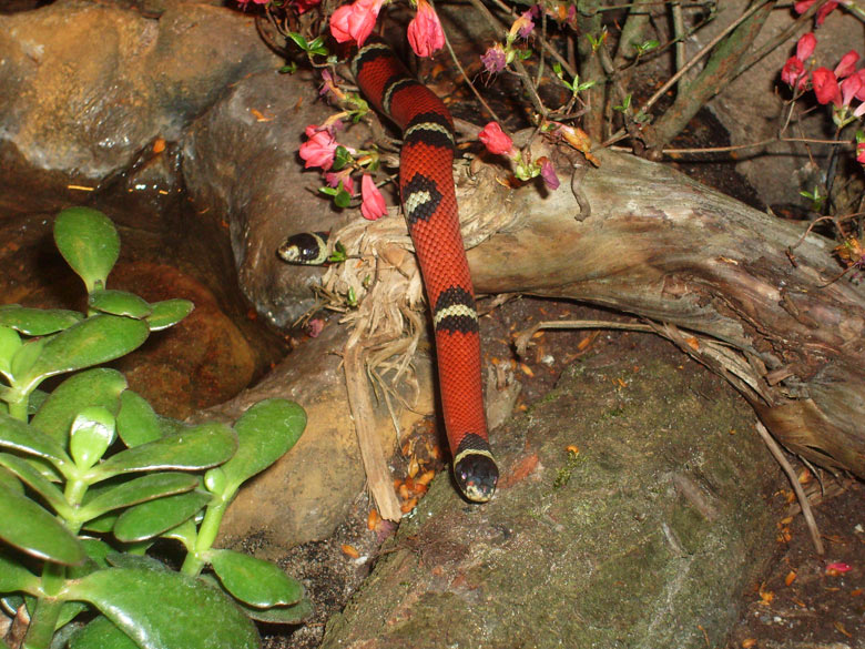 Sinaloa-Dreiecksnatter im Zoologischen Garten Wuppertal im Mai 2010