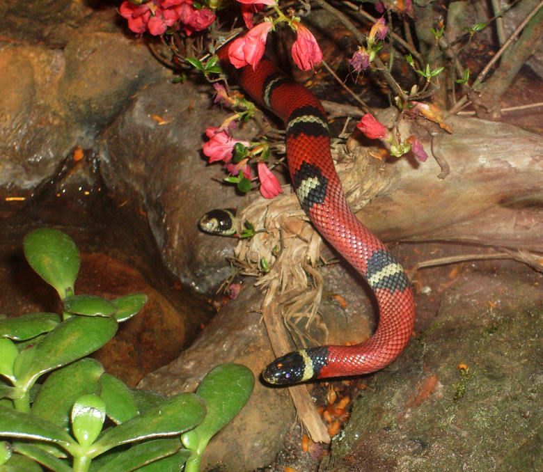 Sinaloa-Dreiecksnatter im Zoo Wuppertal im Mai 2010