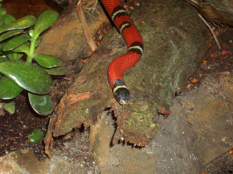 Sinaloa-Dreiecksnatter im Zoo Wuppertal im Mai 2010