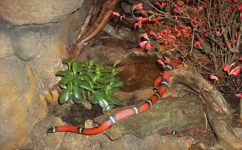 Sinaloa-Dreiecksnatter im Zoologischen Garten Wuppertal im Mai 2010